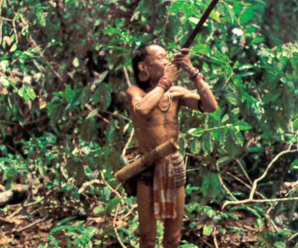 LAS PLANTAS MAS PODEROSAS DEL AMAZONAS